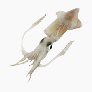 Swordtip squid (raw)