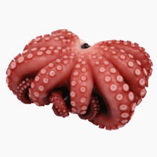 Common octopus (boiled)