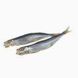 Big-eye sardine (maruboshi)