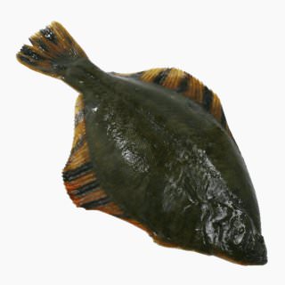 Brown sole (boiled)