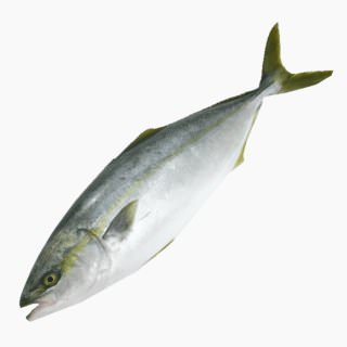 Yellowtail (young, cultured, raw)