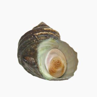 Turban shell (raw)