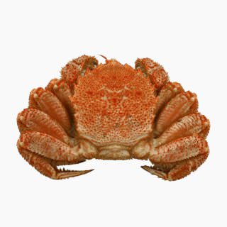 Horsehair crab (boiled)
