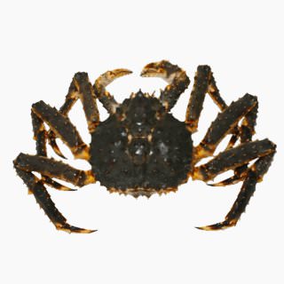 King crab (raw)
