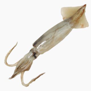 Japanese common squid (raw)