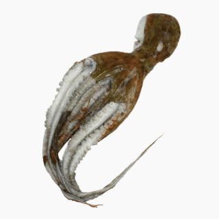 Common octopus (raw)