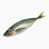 Horse mackerel (raw)