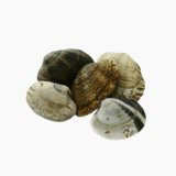 Short-necked clam (raw)