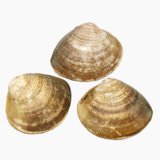 Hard clam (raw)