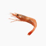 Northern shrimp (raw)