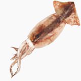 Japanese common squid (boiled)