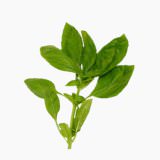 Basil (leaves, raw)