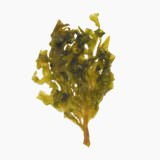 Wakame, Dried product (dried, soaked in water)