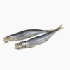 Big-eye sardine (maruboshi)