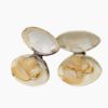 Hard clam (boiled)