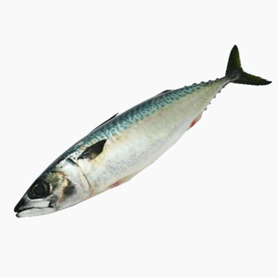 Iodine Content of Fishes and Shellfishes (21 - 30) | Whole Food Catalog