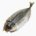 Horse mackerel (hirakiboshi, raw)